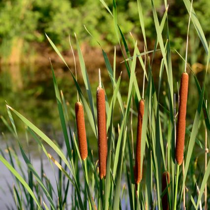 reeds in the wetlands - recruiting in the environmental sector